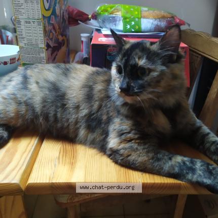 Photo de chat perdu à Sainte Helene