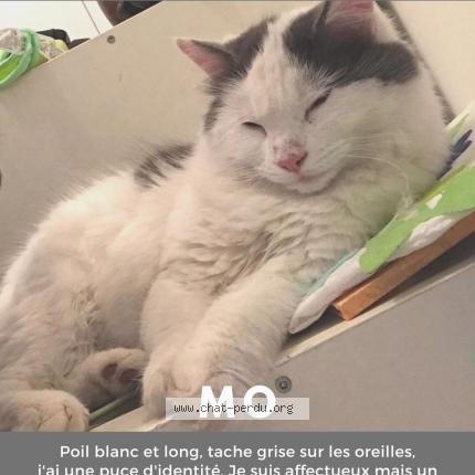 Photo 1/1 Chat retrouvé Perdu à Seyre