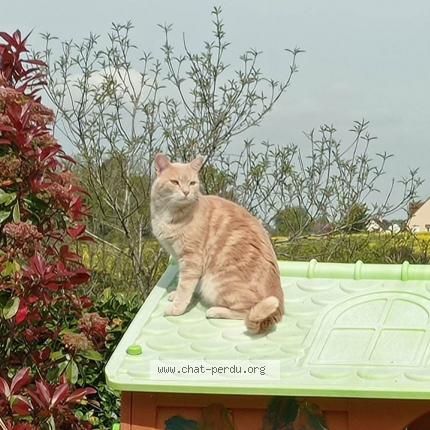 Photo 1/1 Chat retrouvé Perdu à Villiers Sur Loir