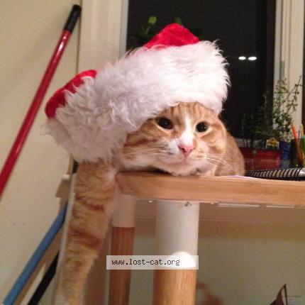 Photo 1/1 Chat retrouvé Perdu à Toronto