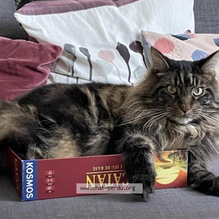 Photo de chat perdu à La Roche Sur Yon