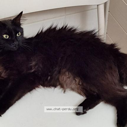 Photo de chat perdu à Pessac