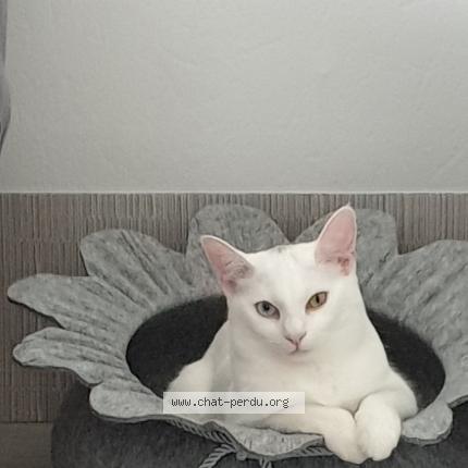 Photo de chat perdu à Molsheim
