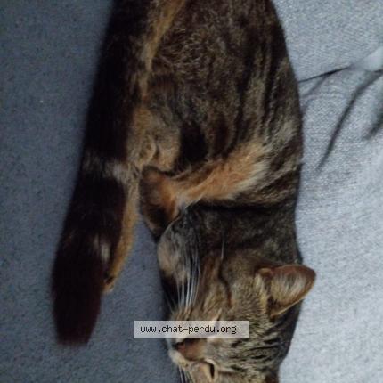 Photo de chat perdu à Fameck
