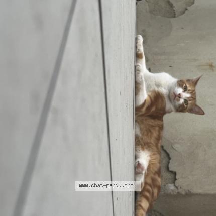 Photo de chat perdu à Clermont Ferrand