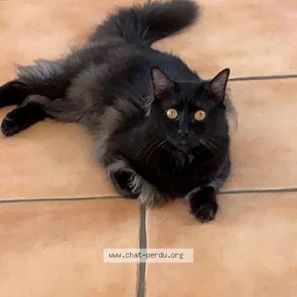 Photo de chat perdu à Ponteilla