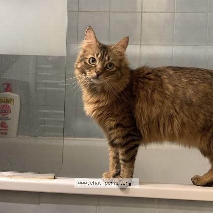 Photo 1/1 Chat retrouvé Perdu à Toulouse