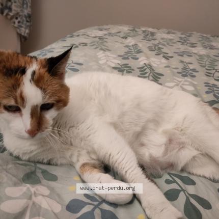 Photo de chat perdu à Paris