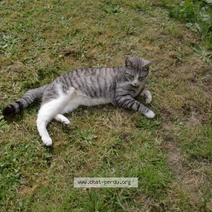 Photo de chat perdu à Mons En Baroeul