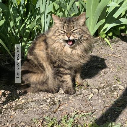Photo de chat perdu à Acheres La Foret