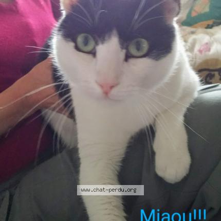 Photo de chat perdu à Aubiere