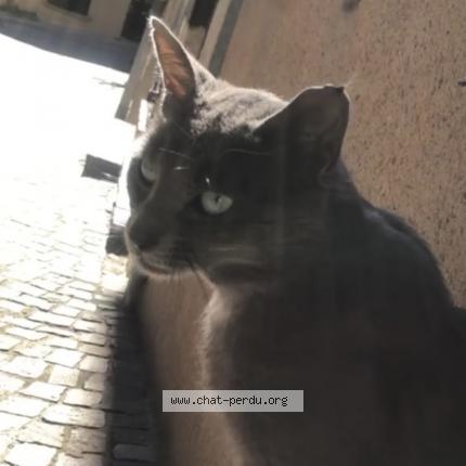 Photo 1/1 Chat retrouvé Perdu à Saint Galmier