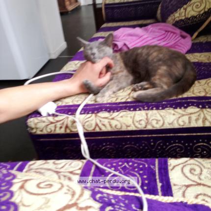 Photo 1/1 Chat retrouvé Perdu à Roubaix
