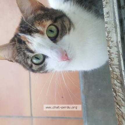 Photo de chat perdu à Dreux