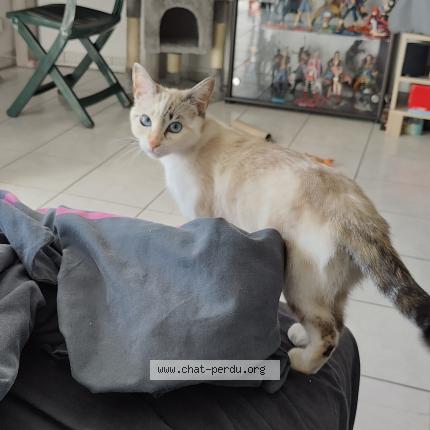 Photo de chat perdu à Grenade Sur L Adour