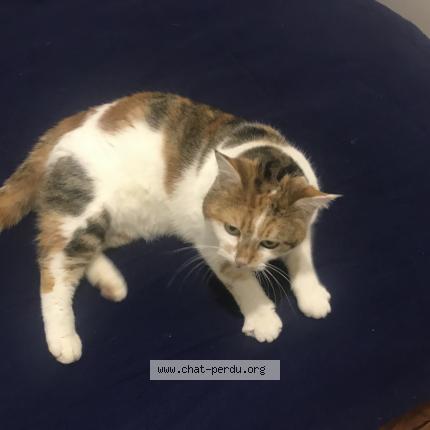 Photo 1/1 Chat retrouvé Perdu à Villefranche De Lauragais