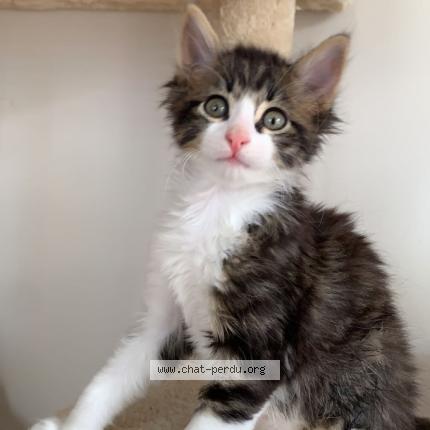 Photo 1/1 Chat retrouvé Perdu à St andre de la marche