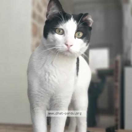 Photo de chat perdu à Anse