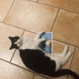 Photo de chat perdu à Seyssins