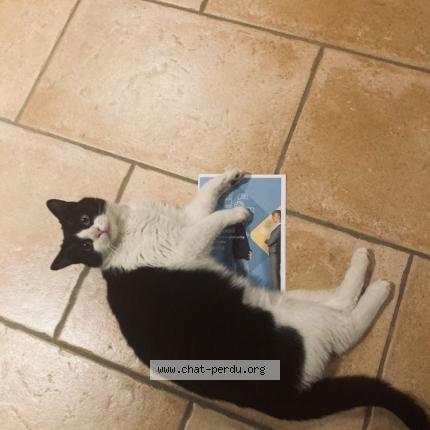 Photo 1/1 Mini Chat perdu à Seyssins