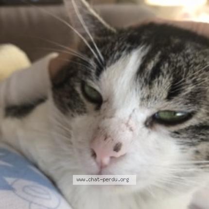 Photo de chat perdu à Metz
