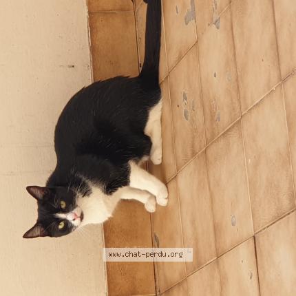 Photo de chat perdu à Lyon