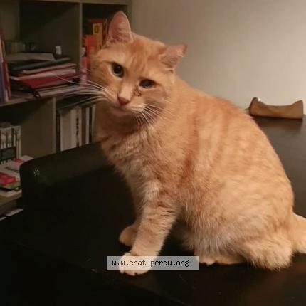 Photo de chat perdu à Montreuil
