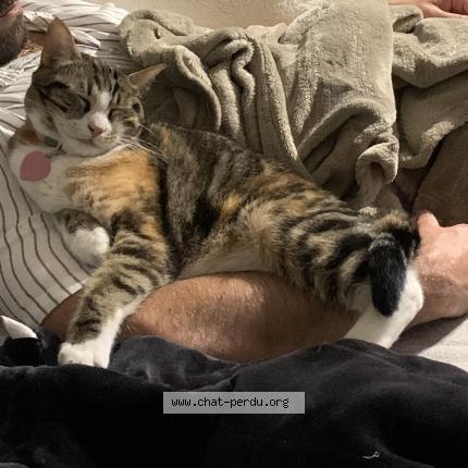 Photo de chat perdu à Bordeaux