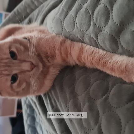 Photo de chat perdu à Melun