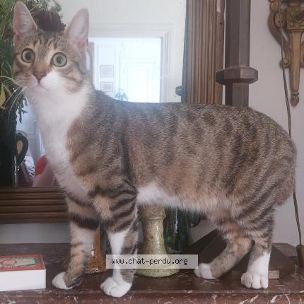 Photo de chat trouvé à Paris