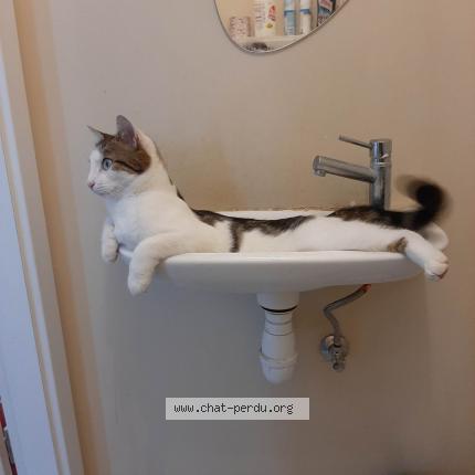 Photo de chat perdu à Saulny