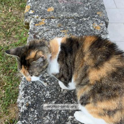 Photo de chat trouvé à Chateau Thierry