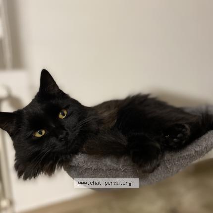 Photo de chat perdu à Achenheim