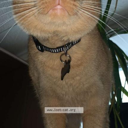 Photo 1/1 Chat retrouvé Perdu à Calgary