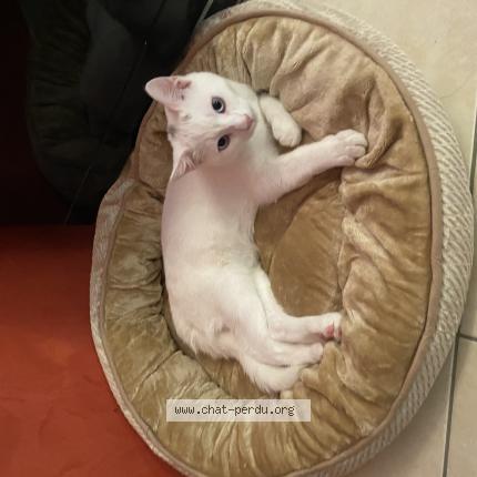 Photo 1/1 Chat retrouvé Perdu à Champagne