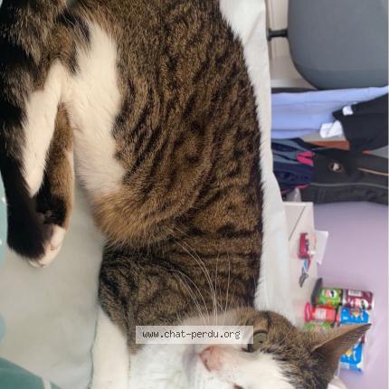 Photo 1/1 Chat retrouvé Perdu à Corbeil Essonnes