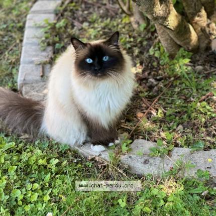 Photo de chat perdu à Strasbourg