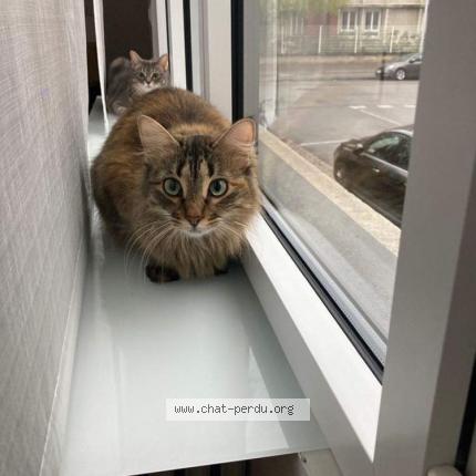 Photo 1/1 Chat retrouvé Perdu à Strasbourg