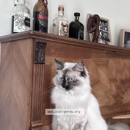 Photo de chat perdu à Melun