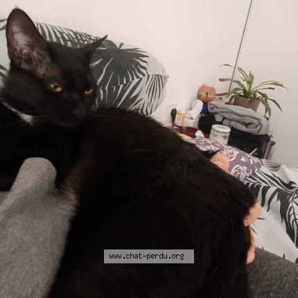 Photo 1/1 Chat retrouvé Perdu à Toulouse 31200