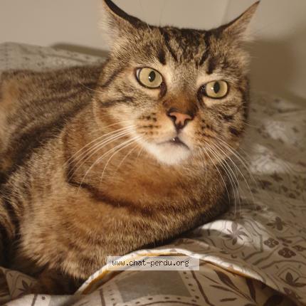 Photo de chat perdu à Montpellier