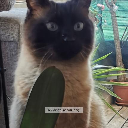 Photo de chat perdu à Plabennec