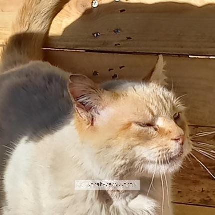 Photo de chat perdu à Lansargues