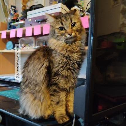 Photo de chat perdu à Nantes