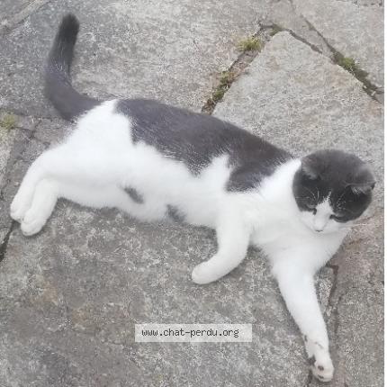 Photo 1/2 Chat retrouvé Perdu à Fontenay Tresigny