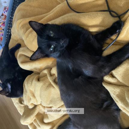 Photo 1/1 Chat retrouvé Perdu à Vimines