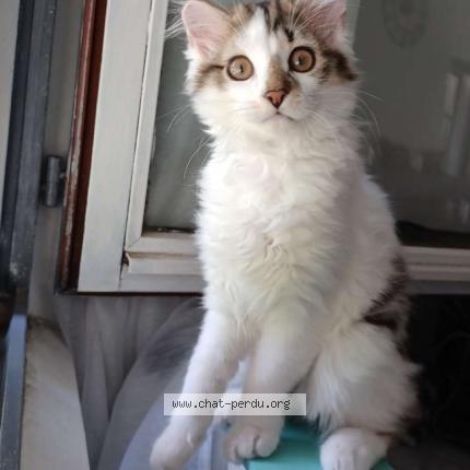 Photo de chat perdu à Noisy Le Sec
