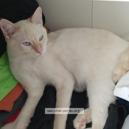 Photo de chat perdu à La Salvetat Saint Gilles