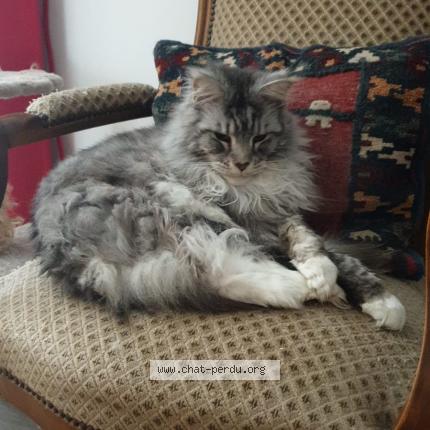 Photo 1/1 Chat retrouvé Perdu à Bussy Saint Georges