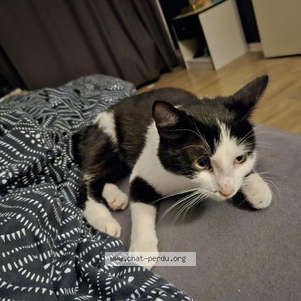 Photo de chat perdu à Amiens